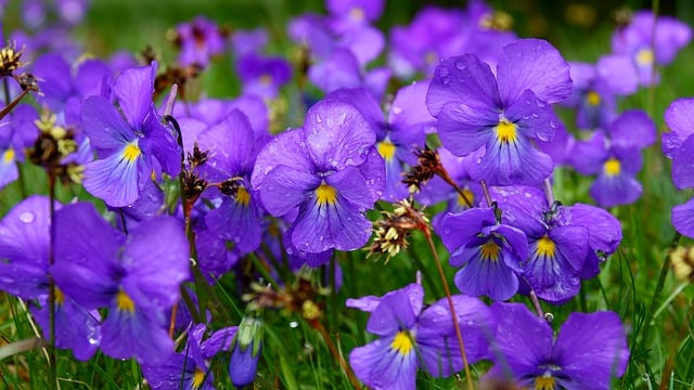 Free download flowers violets fields nature free picture to be edited with GIMP free online image editor