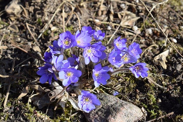 Free download Flowers Violets Spring -  free photo or picture to be edited with GIMP online image editor