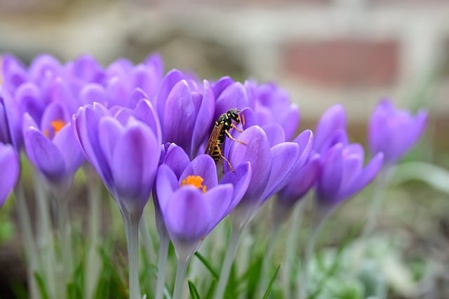 Free download flowers wasp crocuses petals free picture to be edited with GIMP free online image editor