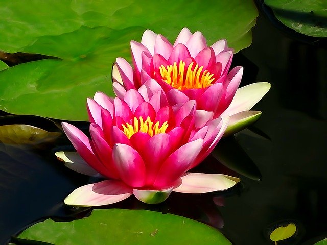 Free download Flowers Water Lilies Nature Flower -  free illustration to be edited with GIMP free online image editor