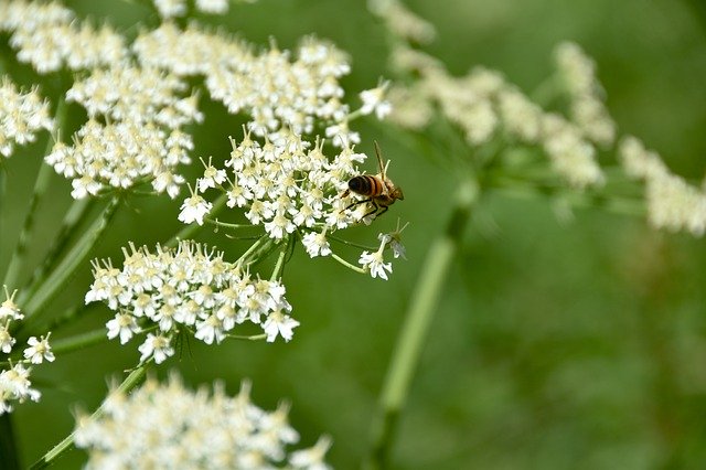 Free download Flowers White Bee -  free photo or picture to be edited with GIMP online image editor