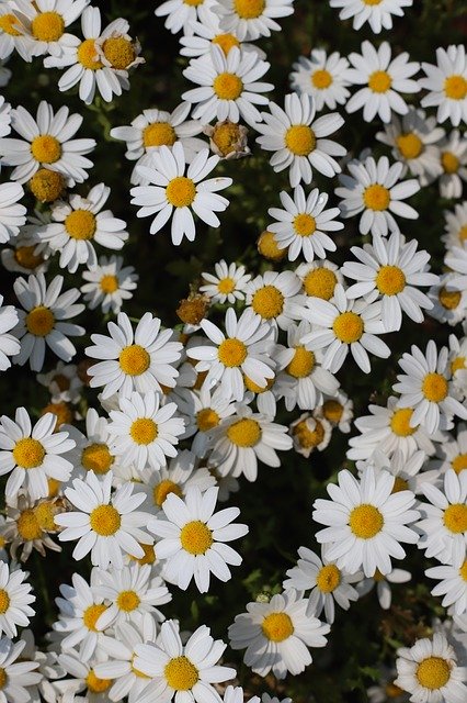 Free download Flowers White Flower Plants free photo template to be edited with GIMP online image editor