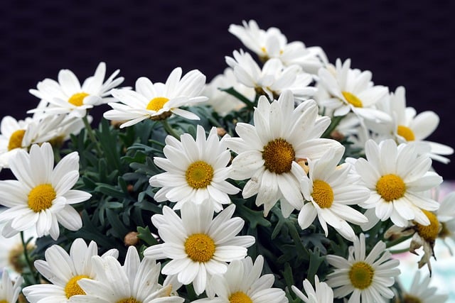 Free download flowers white flowers daisies free picture to be edited with GIMP free online image editor