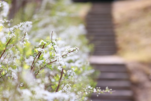 Free download flowers white flowers meadow spring free picture to be edited with GIMP free online image editor