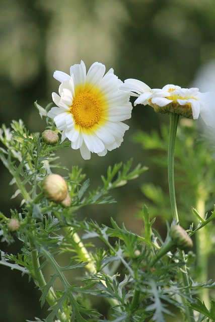 Free download flowers white flower y garden free picture to be edited with GIMP free online image editor