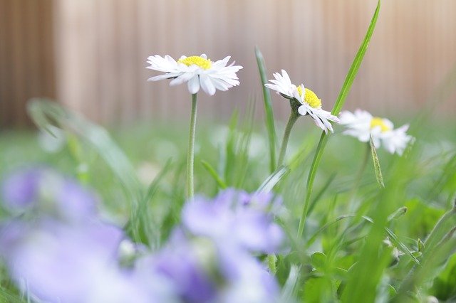 Free download Flowers White Green -  free photo or picture to be edited with GIMP online image editor