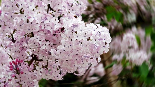 Free download Flowers White Pink -  free photo or picture to be edited with GIMP online image editor