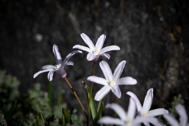 Free download Flowers White Small -  free photo or picture to be edited with GIMP online image editor