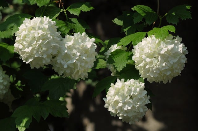 Free download flowers white viburnum shrub free picture to be edited with GIMP free online image editor