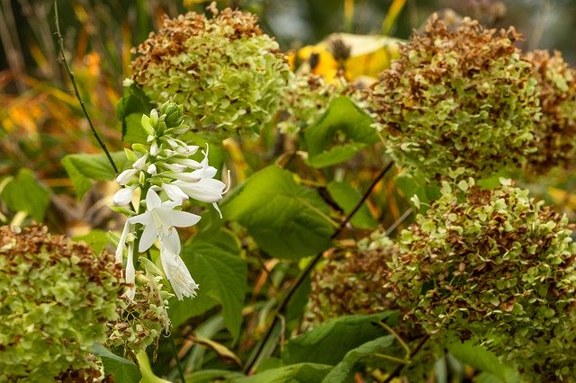 Free download Flowers White Yellow -  free photo or picture to be edited with GIMP online image editor