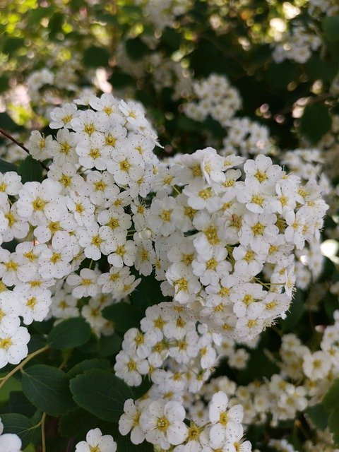 ດາວໂຫລດລາຍລະອຽດ Flowers Wihte ຟຣີ - ຮູບພາບຫຼືຮູບພາບທີ່ບໍ່ເສຍຄ່າເພື່ອແກ້ໄຂດ້ວຍຕົວແກ້ໄຂຮູບພາບອອນໄລນ໌ GIMP