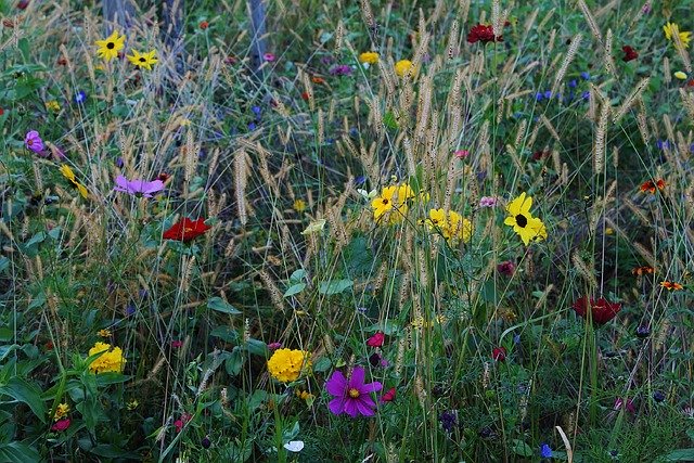 Free download Flowers Wild Flower Meadow -  free photo or picture to be edited with GIMP online image editor