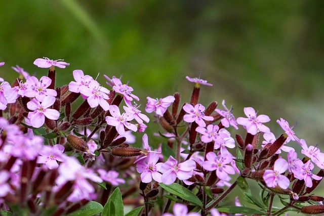 Free download flowers wild plant soap free picture to be edited with GIMP free online image editor