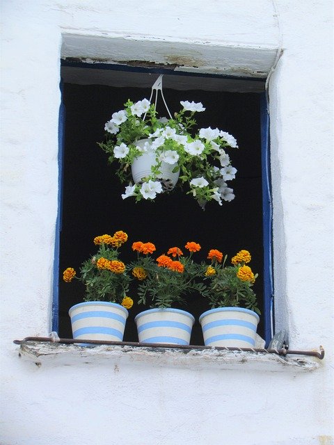 Free download Flowers Window Flowerpot -  free photo or picture to be edited with GIMP online image editor