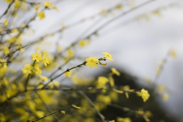 Free download flowers winter jasmine backlight free picture to be edited with GIMP free online image editor