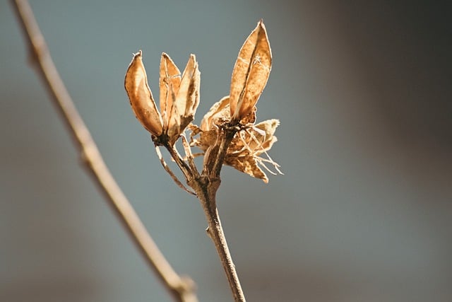 Free download flowers withered bokeh macro free picture to be edited with GIMP free online image editor