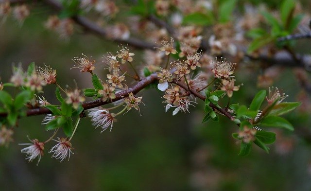 Free download Flowers Withered Casey -  free photo or picture to be edited with GIMP online image editor