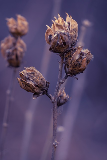 Free download flowers withered flora bloom free picture to be edited with GIMP free online image editor