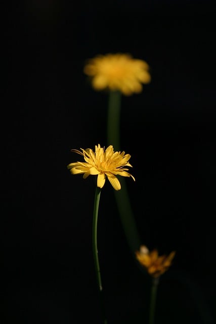 Free download flowers yellow catsear dandelion free picture to be edited with GIMP free online image editor