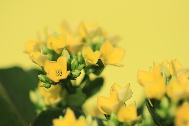 Free download Flowers Yellow Crassula And -  free photo or picture to be edited with GIMP online image editor