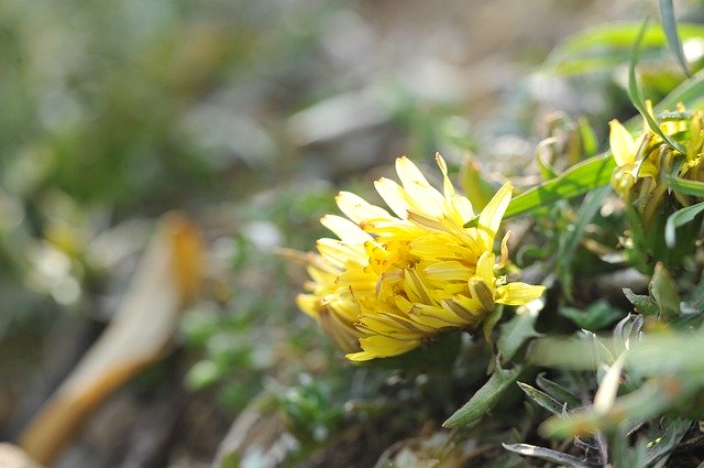 Free download Flowers Yellow Flower Dandelion -  free free photo or picture to be edited with GIMP online image editor