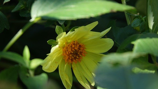 Free download Flowers Yellow Flower Plants -  free photo or picture to be edited with GIMP online image editor