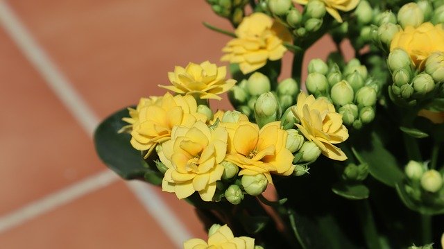 Free download Flowers Yellow Kalanchoe -  free photo or picture to be edited with GIMP online image editor