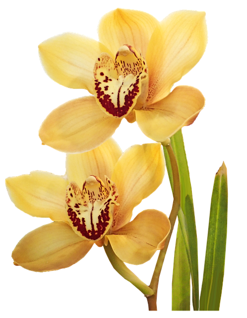 Free download Flowers Yellow Orchids -  free illustration to be edited with GIMP free online image editor