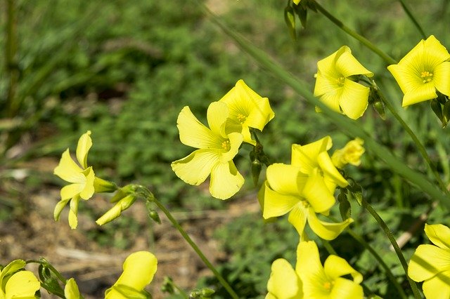 Free download Flowers Yellow Spring -  free photo or picture to be edited with GIMP online image editor