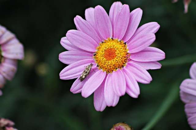 Téléchargement gratuit de Flower Symbiosis Flora - photo ou image gratuite à éditer avec l'éditeur d'images en ligne GIMP