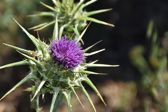 Free download flower thistle botany blossom free picture to be edited with GIMP free online image editor