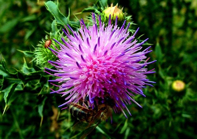 Free download Flower Thistle Pink -  free photo or picture to be edited with GIMP online image editor