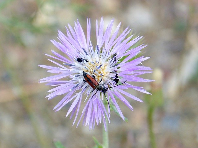 Free download Flower Thistle Wild -  free photo or picture to be edited with GIMP online image editor