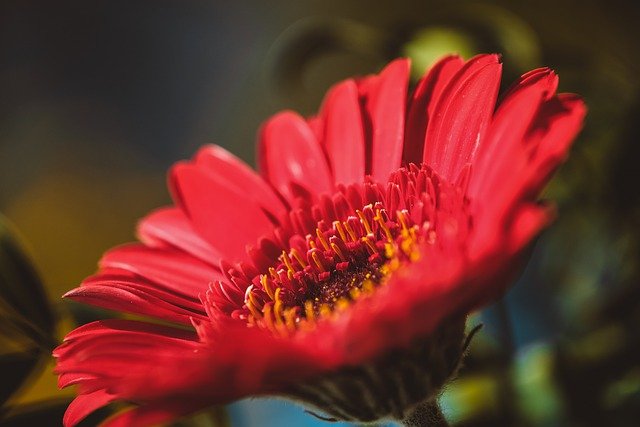 Free download flower transvaal daisy gerbera free picture to be edited with GIMP free online image editor