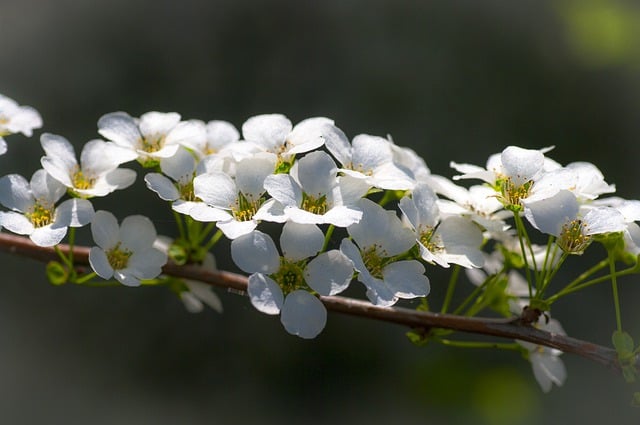 Free download flower tree petals flora botany free picture to be edited with GIMP free online image editor