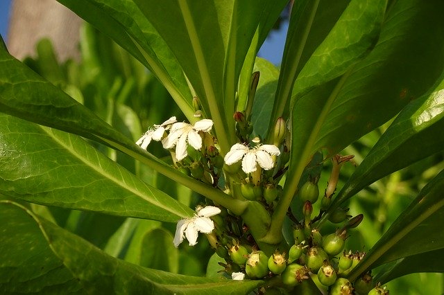 Free download Flower Tree Scaevola Taccada Beach -  free photo or picture to be edited with GIMP online image editor