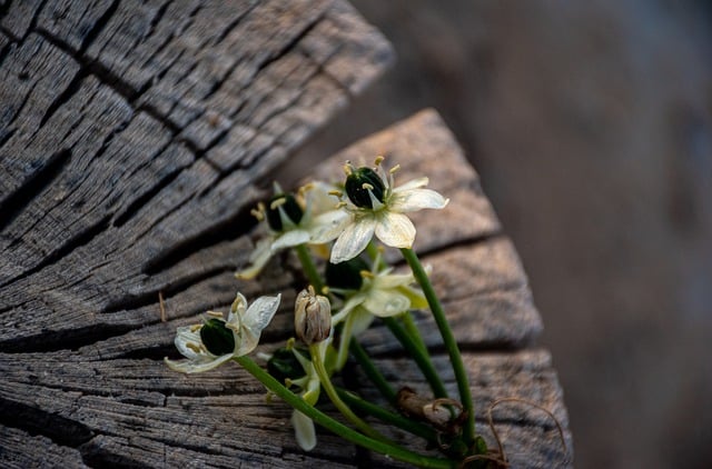 Free download flower trunk dry wood crosssection free picture to be edited with GIMP free online image editor