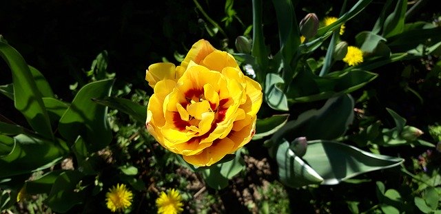 Free download Flower Tulipan Tulip -  free photo or picture to be edited with GIMP online image editor