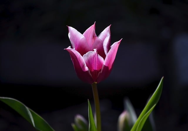 Free download flower tulip bloom blossom spring free picture to be edited with GIMP free online image editor