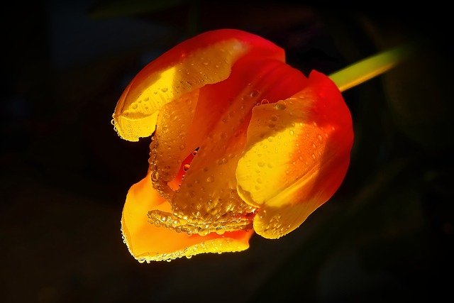 Free download flower tulip blossom bloom plant free picture to be edited with GIMP free online image editor