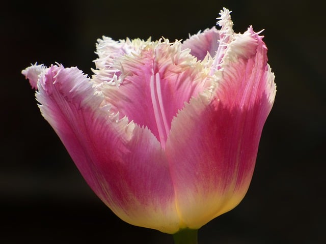 Free download flower tulip blossom bloom spring free picture to be edited with GIMP free online image editor