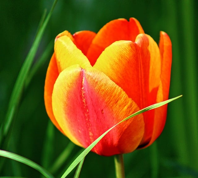 Free download flower tulip botany bloom blossom free picture to be edited with GIMP free online image editor