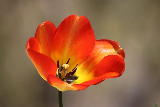 Free download flower tulip botany petals blossom free picture to be edited with GIMP free online image editor