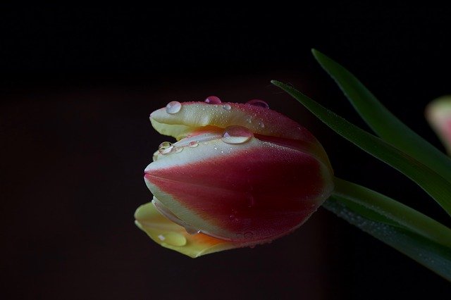 Kostenloser Download Flower Tulip Drop Of Water - kostenloses Foto oder Bild zur Bearbeitung mit GIMP Online-Bildbearbeitung