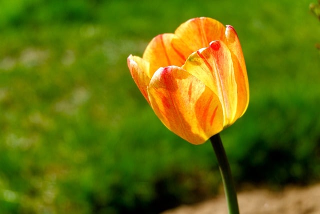 Free download flower tulip flora spring bloom free picture to be edited with GIMP free online image editor