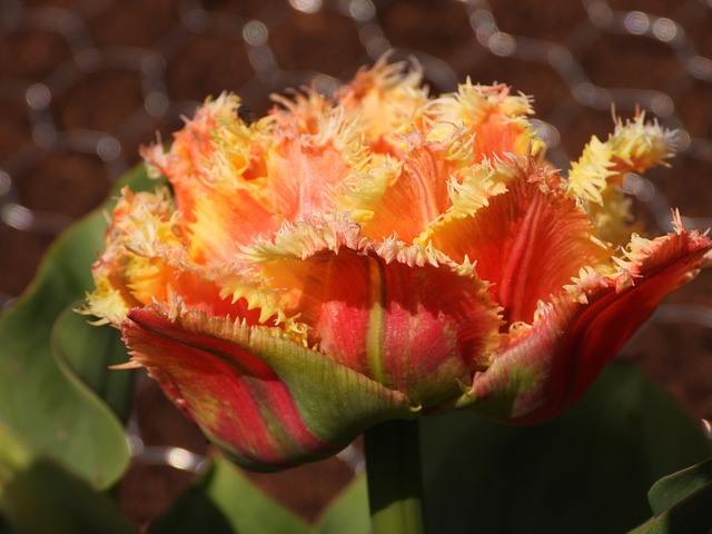 Free download flower tulip orange garden nature free picture to be edited with GIMP free online image editor