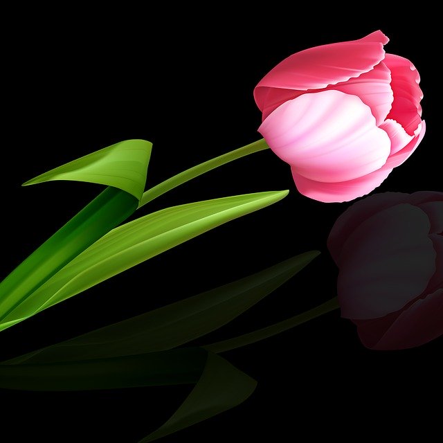 Free download Flower Tulip Plant -  free illustration to be edited with GIMP free online image editor