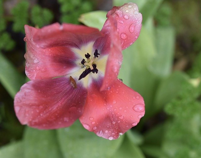 Free download Flower Tulip Red Green -  free photo or picture to be edited with GIMP online image editor