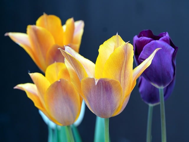 Free download flower tulips botany blossom bloom free picture to be edited with GIMP free online image editor