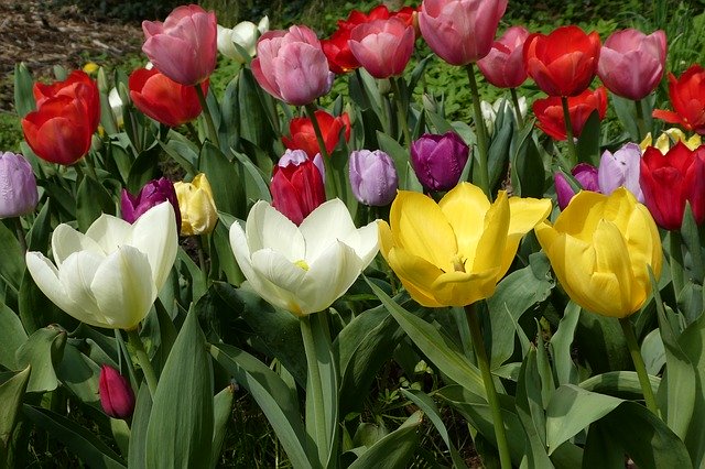 Free download Flower Tulips Garden -  free photo or picture to be edited with GIMP online image editor